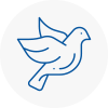 Bird Prevention Camborne