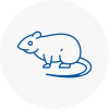 Rat Control Camborne