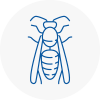 Camborne Wasp Nest Removal